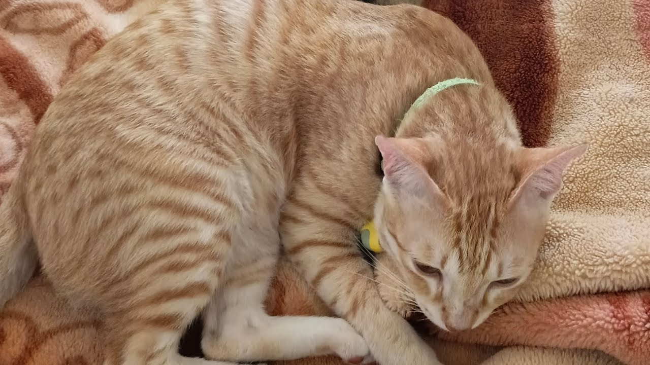 #cat 🐱#funny😇#cat 🐱#trending#shorts#viralvideo 😂😂