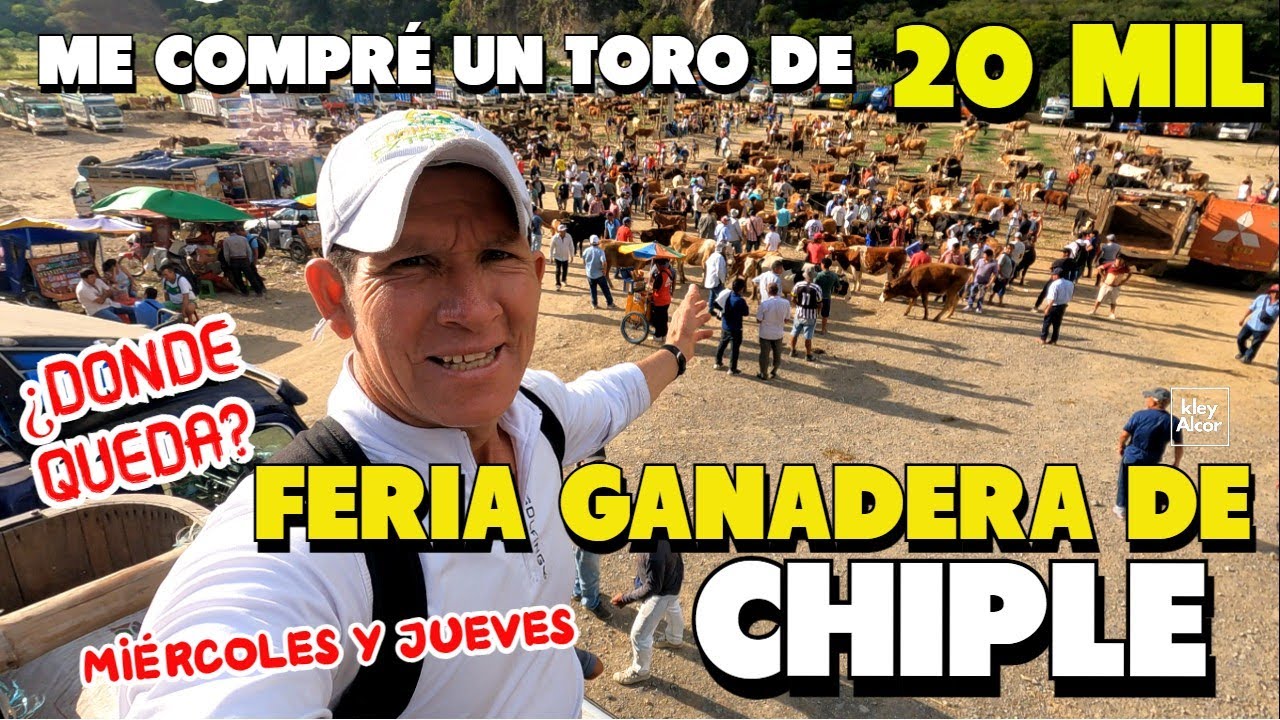 FERIA GANADERA DE CHIPLE CUTERVO  MILES DE SOLES  EN GANADO  ¿DÓNDE Y CÓMO LLEGAR?