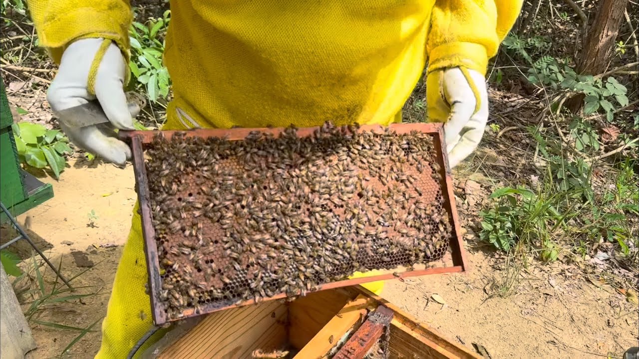 MULTIPLICAÇÃO de ENXAMES/ Abelhas AFRICANIZADAS 🐝