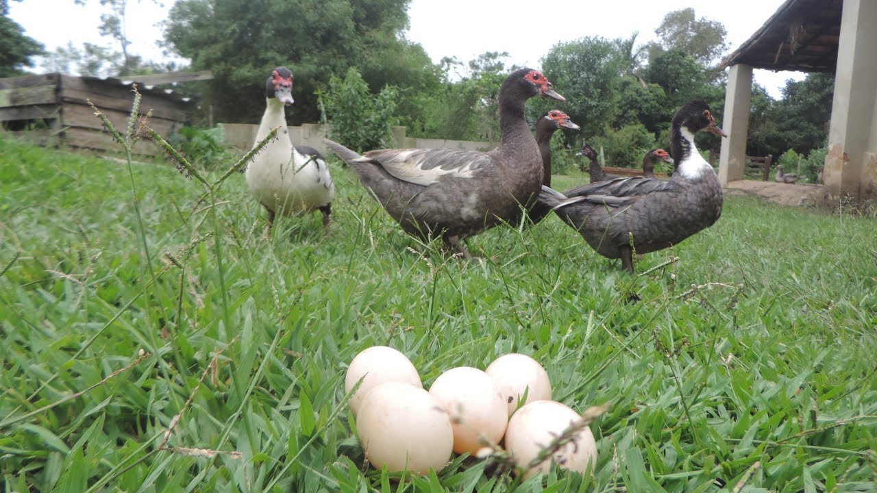 Coletando Ovos de Pata | Gutejando
