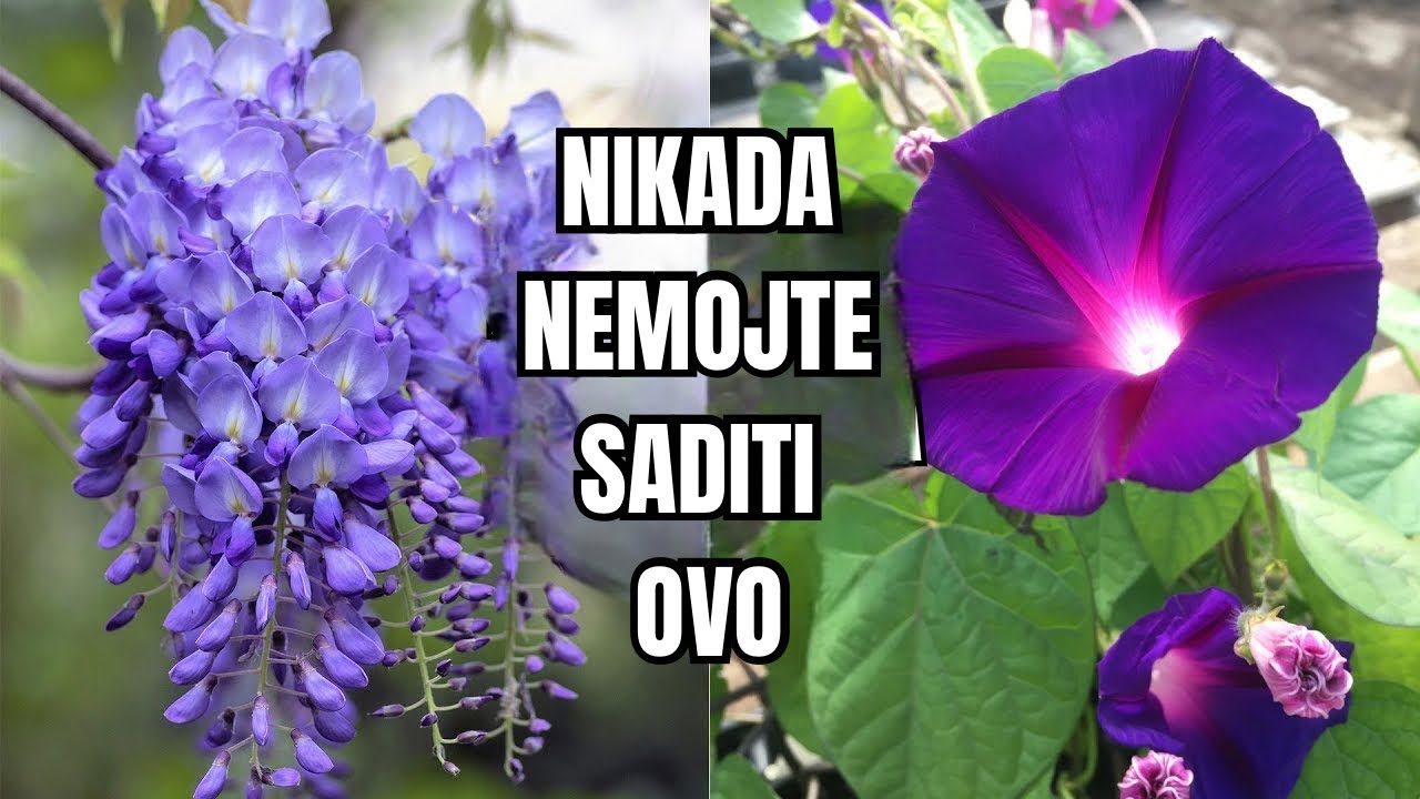 10 Biljaka Koje NIKADA Ne Biste Trebali Uzgajati U Svom Vrtu!