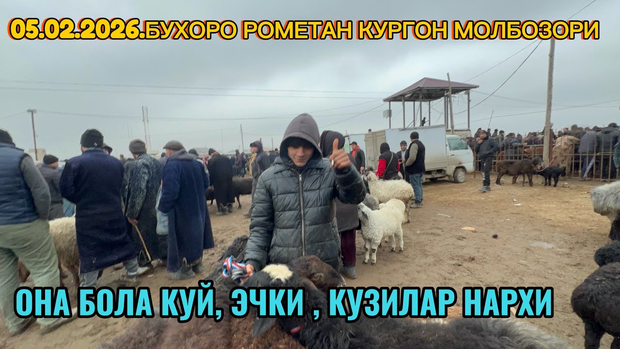 05.02.2026.БУХОРО РОМЕТАН КУРГОН БОЗОРИ КУЙ КУЗИЛАР ЭЧКИ НАРХЛАРИ