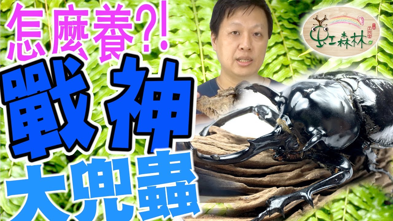 戰神大兜蟲飼養經驗分享  開產房 分辨好蛋 爛蛋  分辨戰神和亞克提恩成蟲與幼蟲  繁殖與蛹期 Megasoma★ 虹森林chentsei甲蟲老師 ★