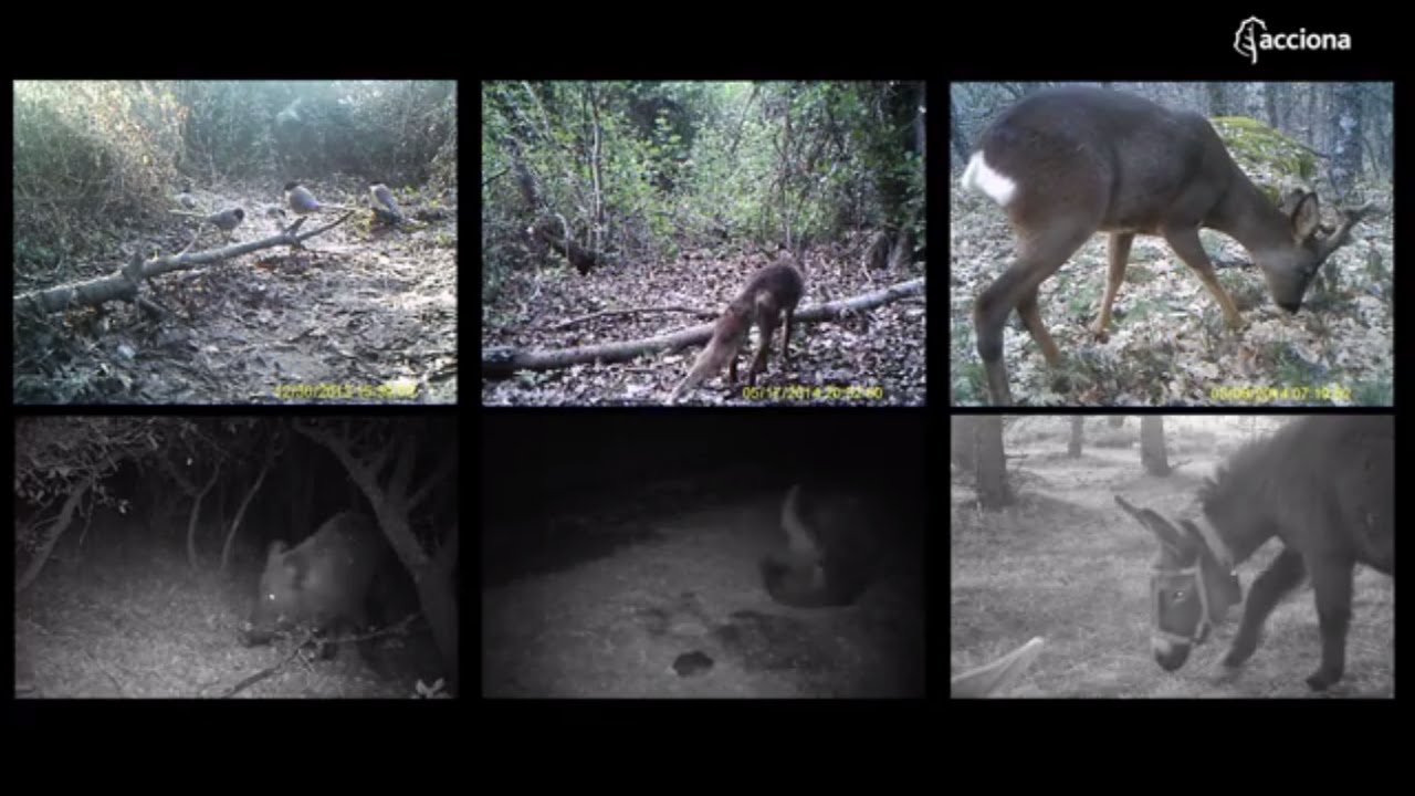Fauna salvaje que habita en el entorno de las instalaciones de ACCIONA