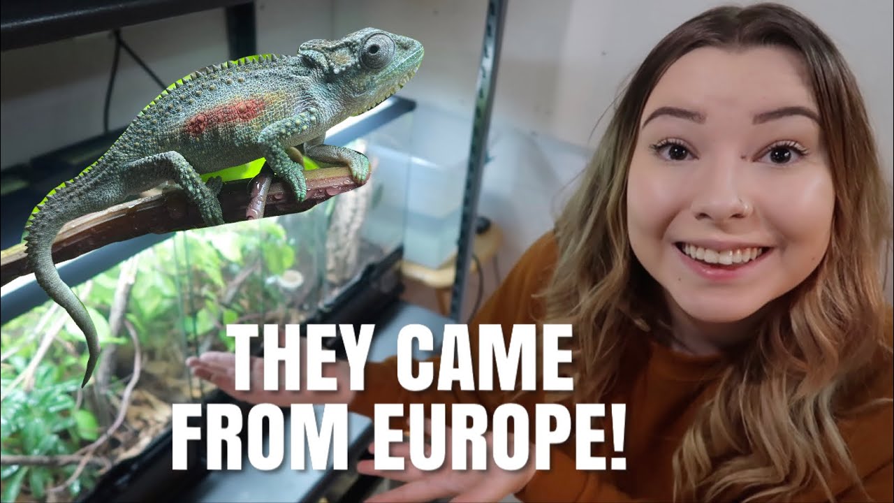 My Secret RARE Chameleons Who Were shipped From EUROPE! - Road Trip To Get Them + Cage Setup