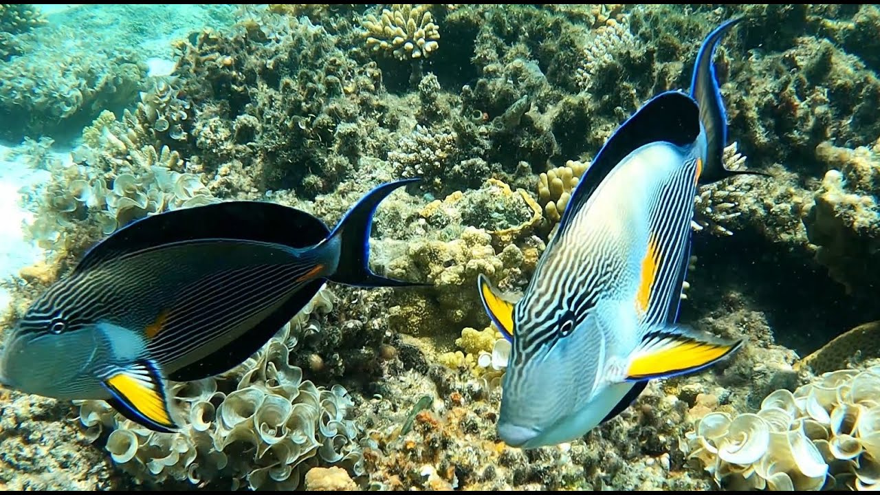 Snorkeling in the Red Sea near Hurghada, Egypt - 4K