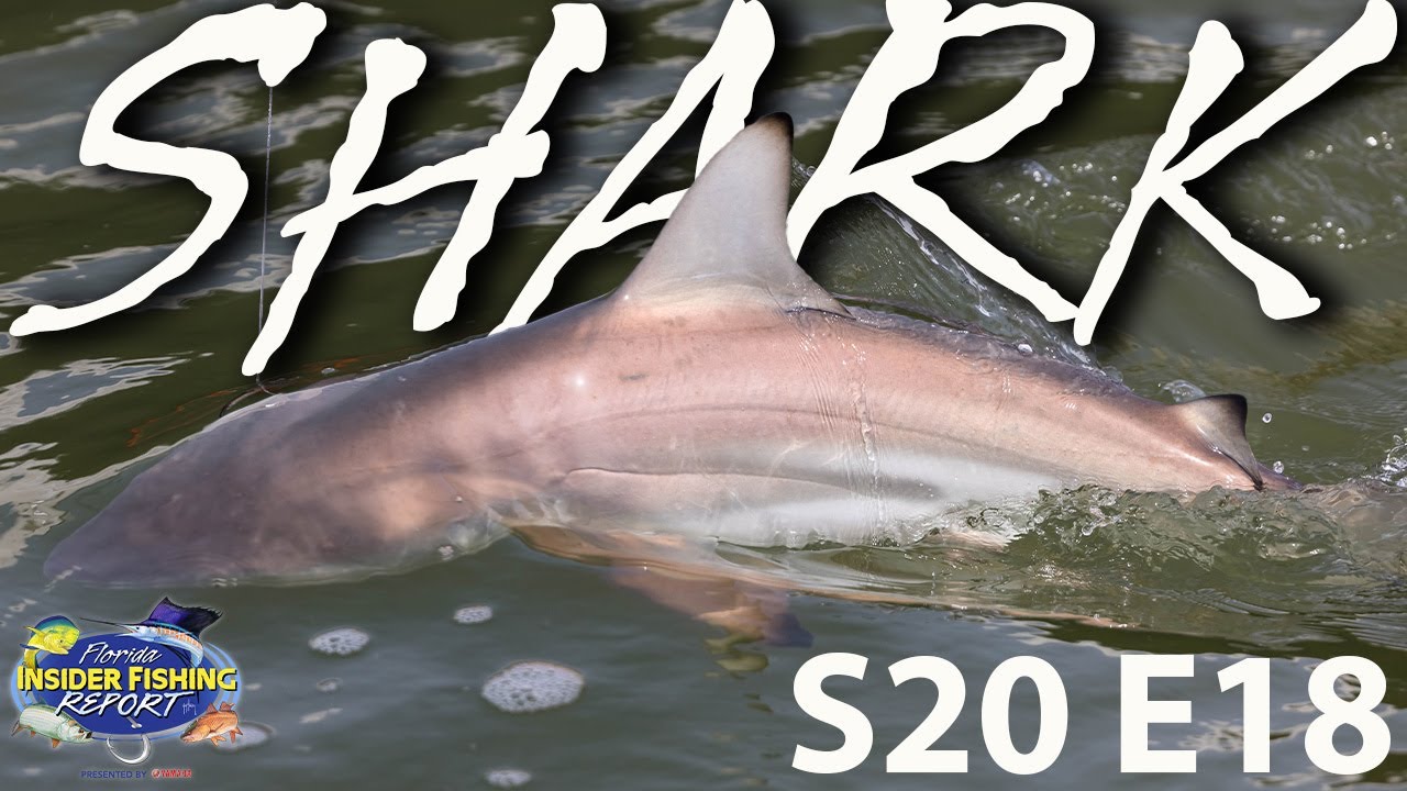 Sharks in Florida: Good or Bad? Check Out These Reports