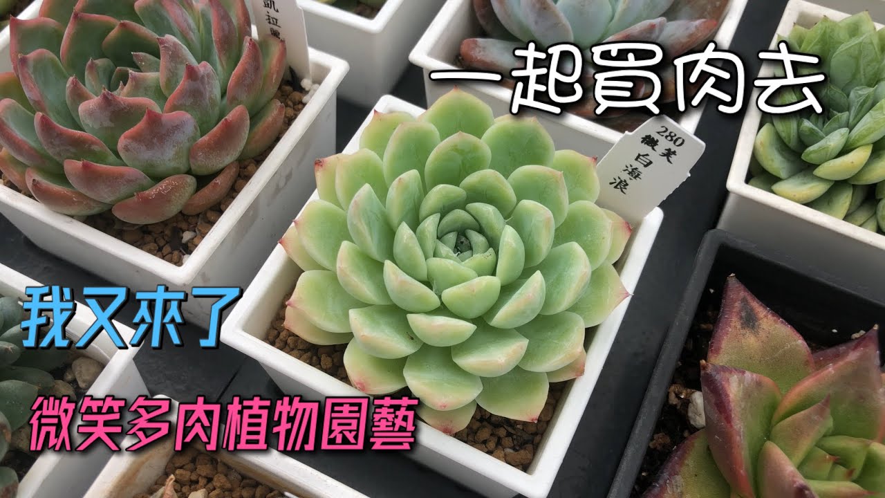 【威霖TV】 一起買肉去/微笑多肉植物園藝