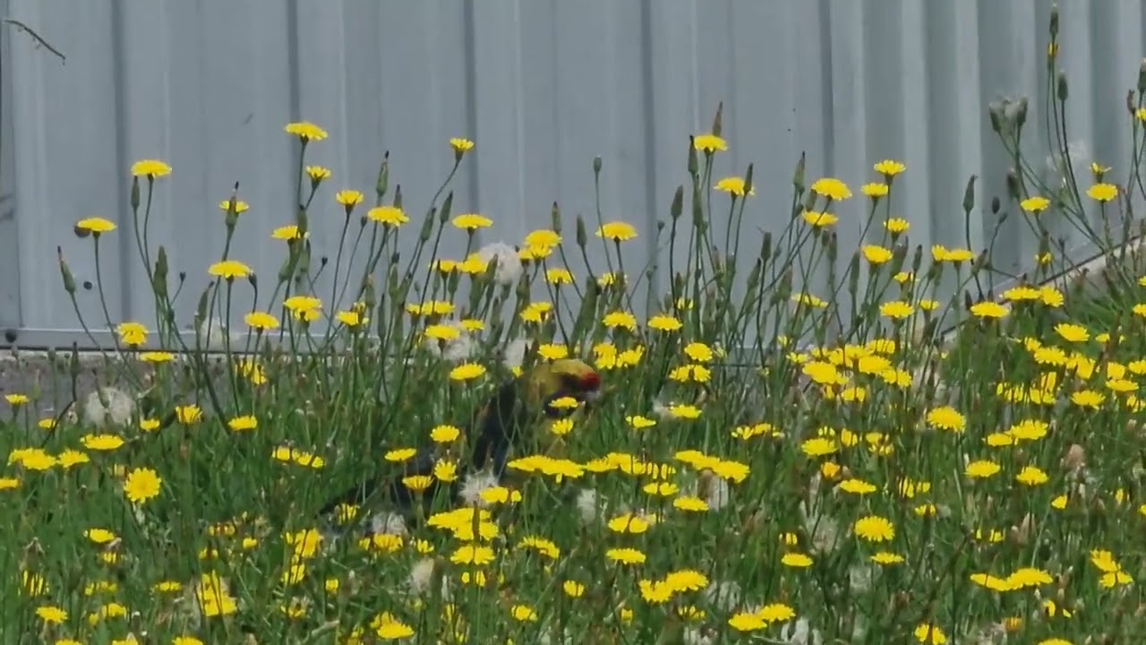 Dandelion pigout haha,  enjoy birdie nomnom!