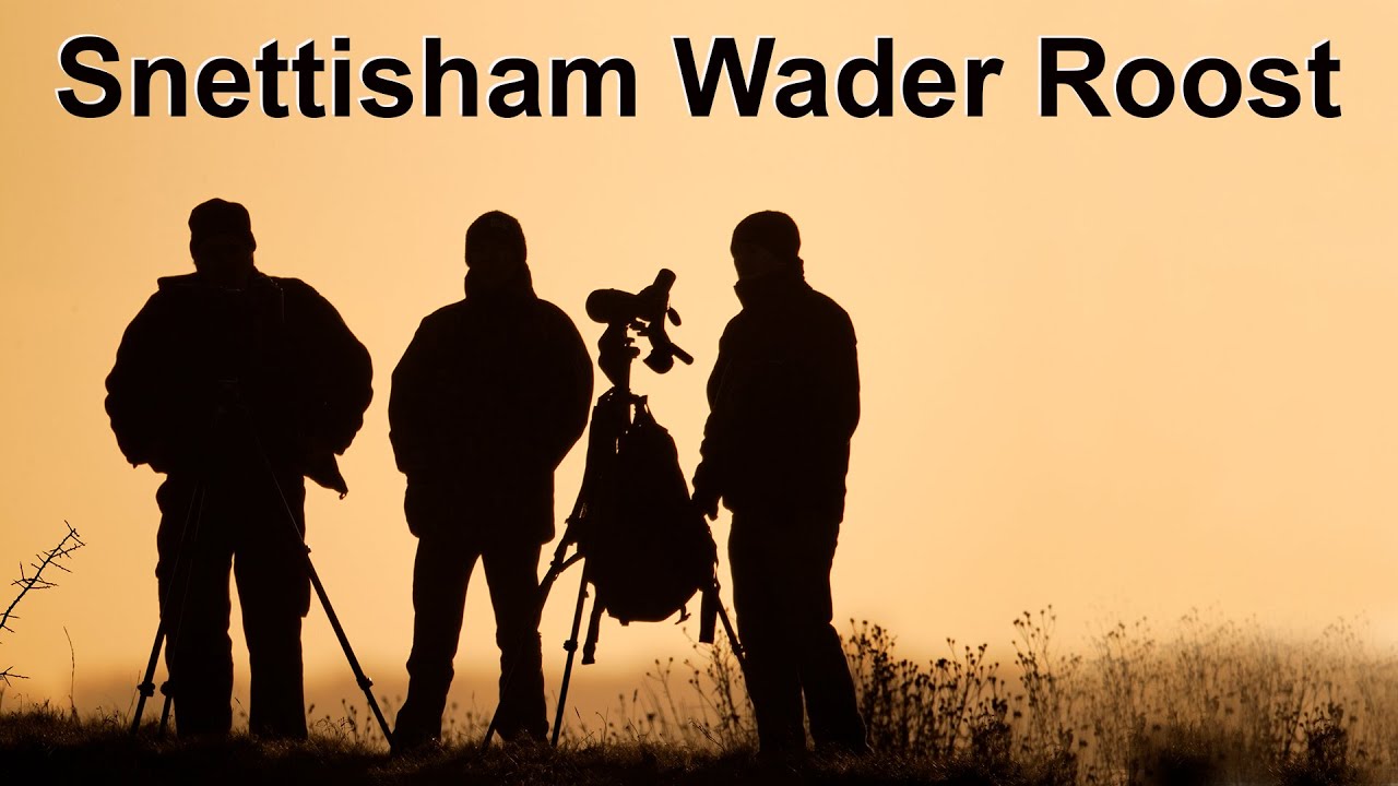 Одно из самых впечатляющих зрелищ дикой природы Великобритании. Тысячи птиц собираются стаями за ...