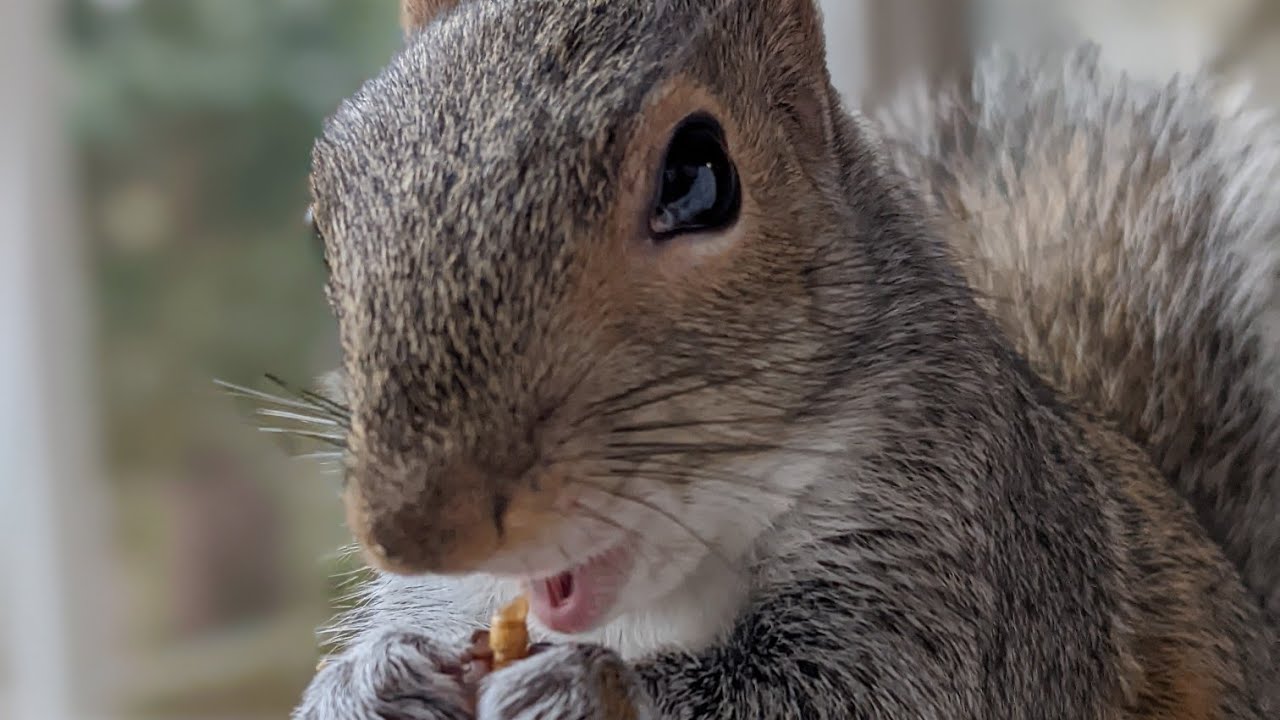 Do Squirrels eat Worms? 🐛 vs 🐿️