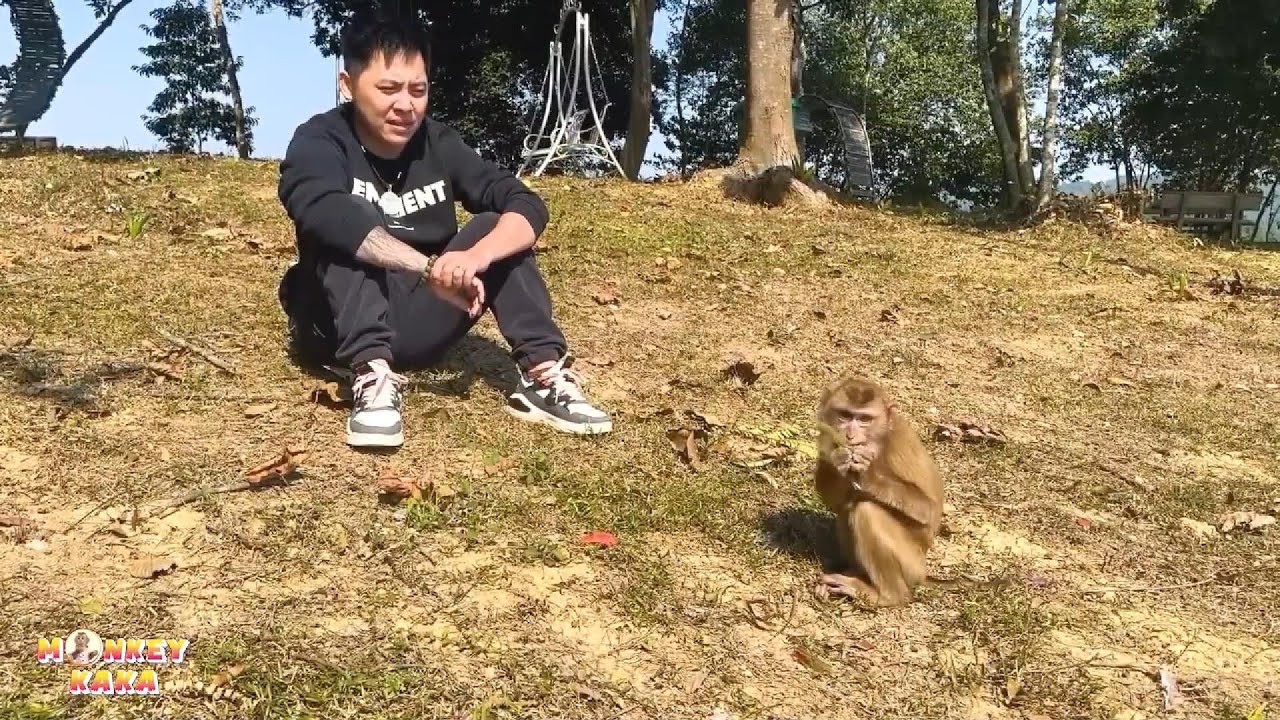 Dad witnessed Monkey Kaka having to eat grasshoppers to survive.