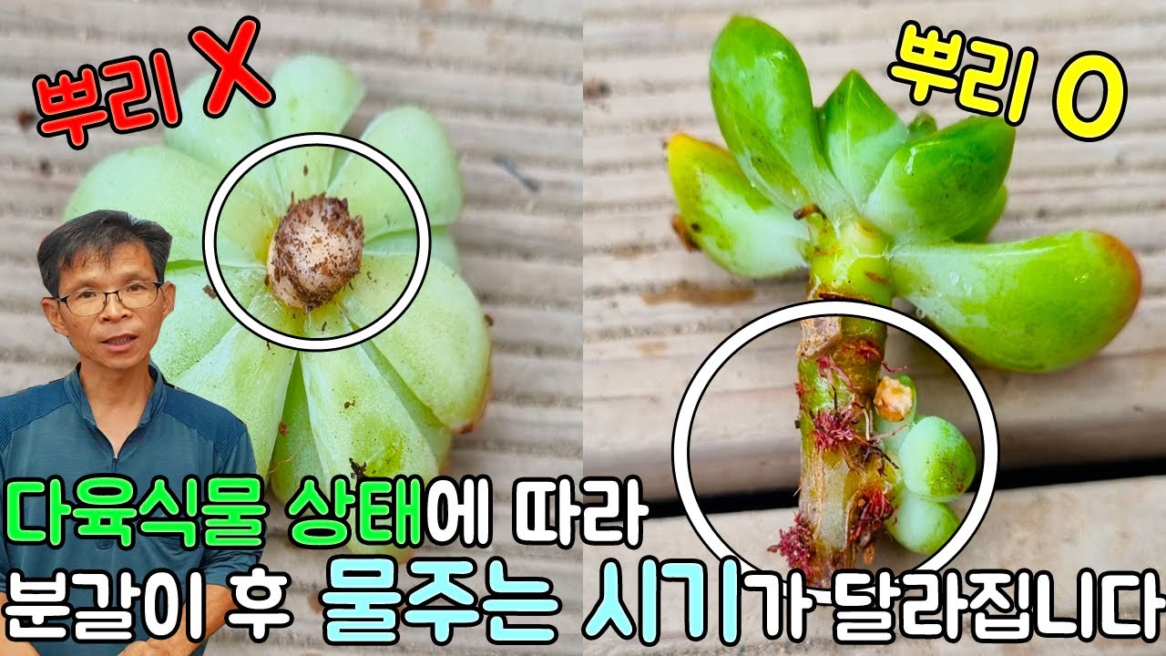 뿌리 없는 다육식물 식재 후 물줘도 될까??