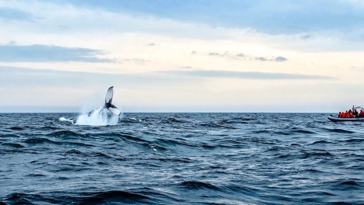 Whales Watching Newfoundland 3