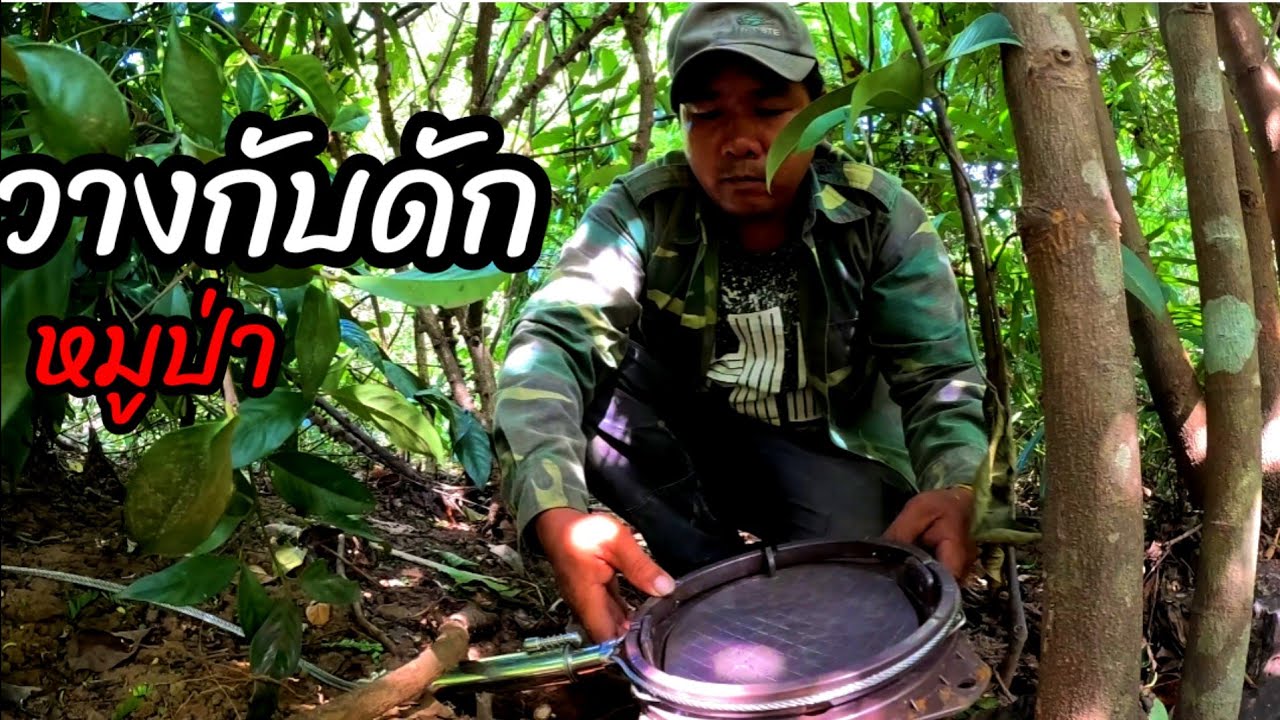 วางกับดักหมูป่า20 พฤศจิกายน ค.ศ. 2025