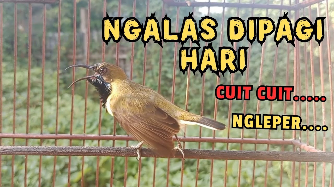 SOGON GACOR NGALAS NGLEPER DIPAGI HARI‼️ampuh untuk PANCING SOGON LAIN IKUT BUNYI