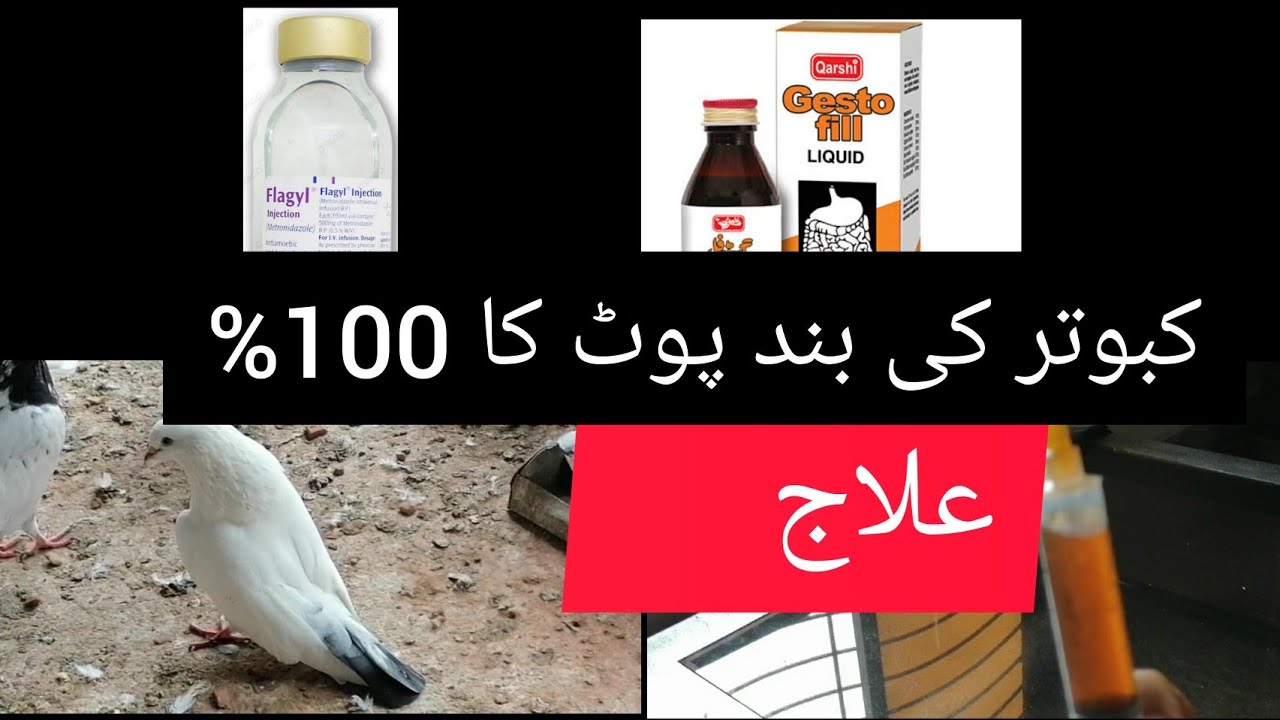 Kabotar ki pot band ka ilaaj| کبوتر کی پوٹ کھینچنے کا علاج
