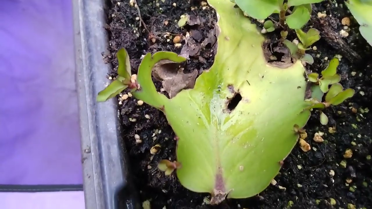 Grow more leaf of life plants fast!#Miracle Leaf #Wonder of the World #gardening