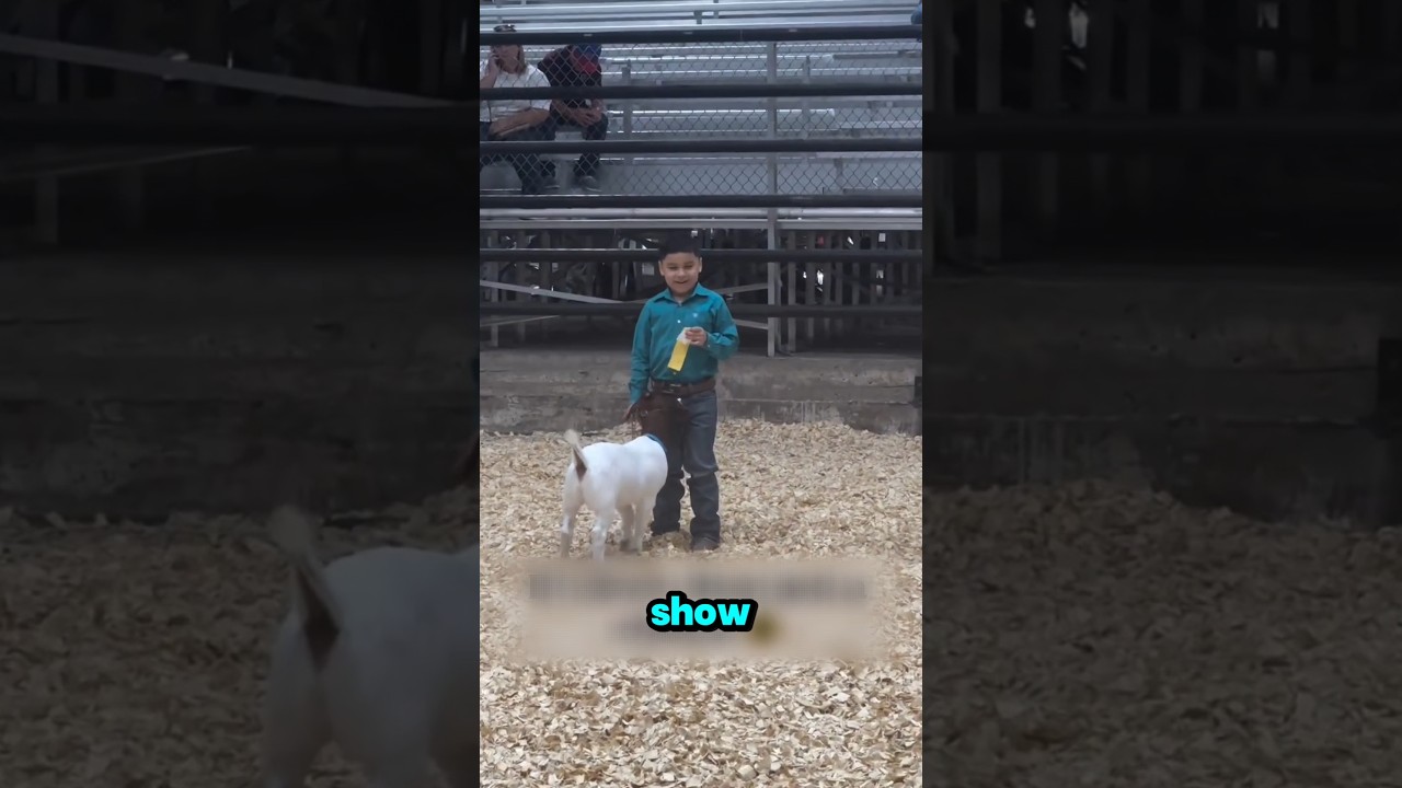 He placed 4th in his class After Goat Show! ❤