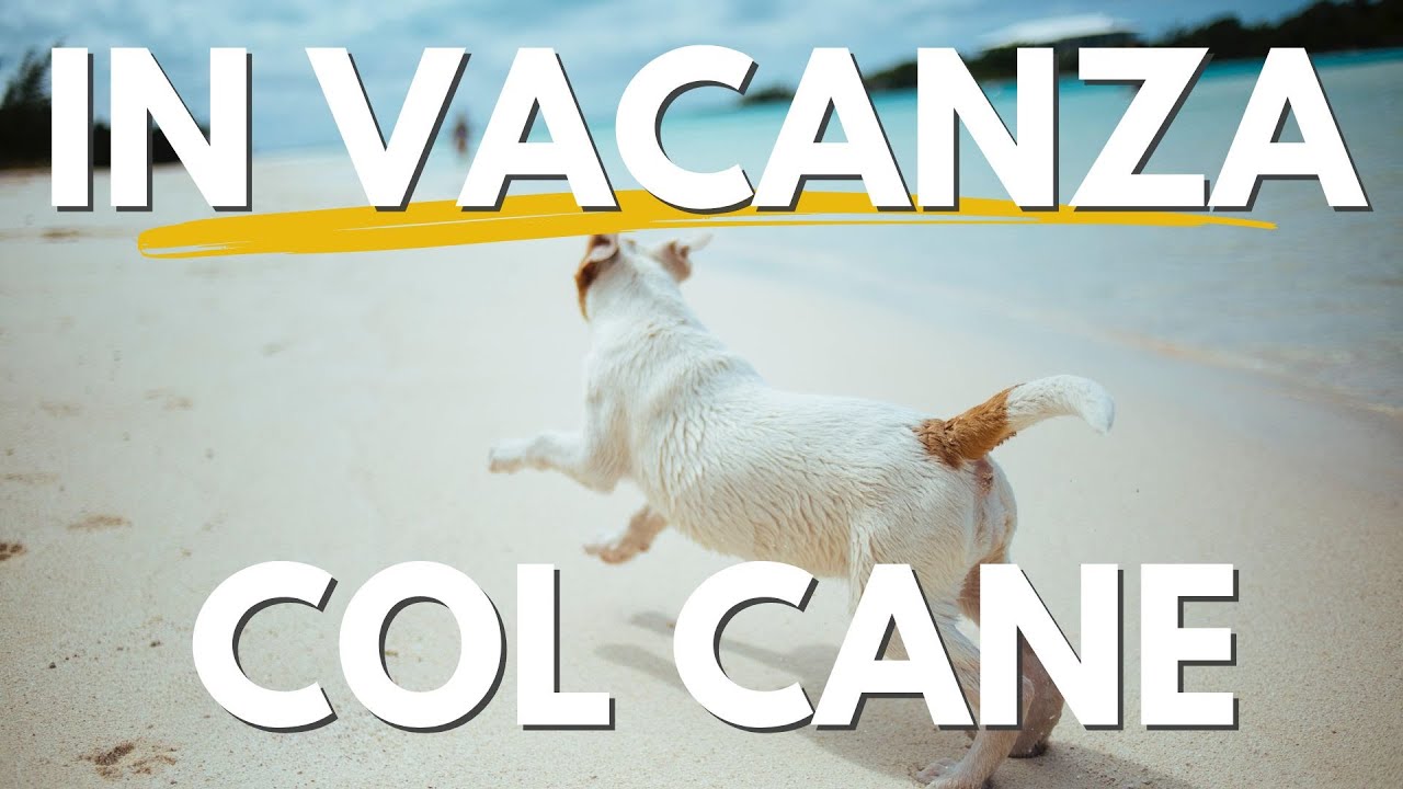 In vacanza con il cane: tutto quello che c&rsquo;&egrave; da sapere.