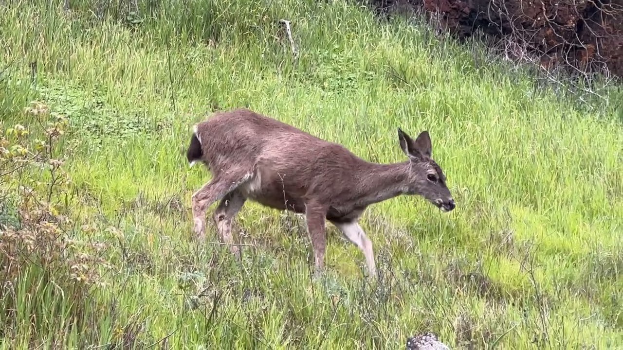 Deer at Skyline Wilderness Park