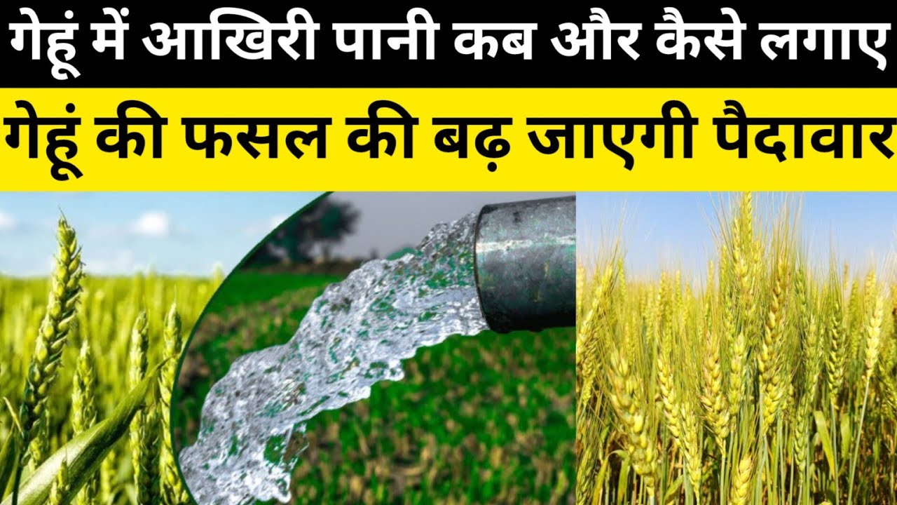 गेहूं में आखिरी पानी या सिंचाई कब लगाएं 