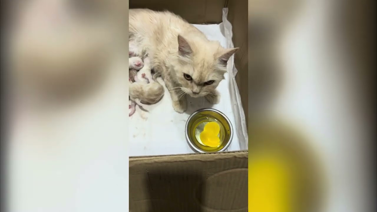 Cat Giving Birth to 5 kittens See full  Vlog