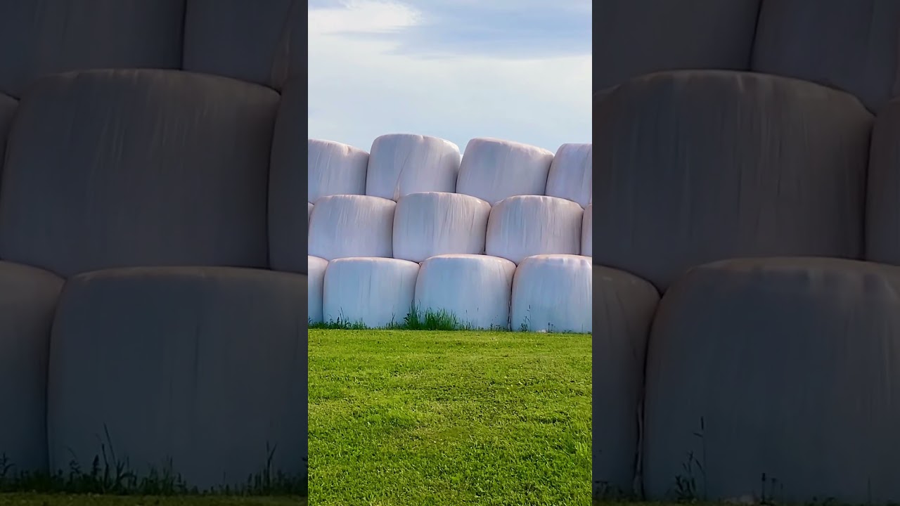 WORLD’S LARGEST MARSHMALLOWS! 😳☺️🤫 