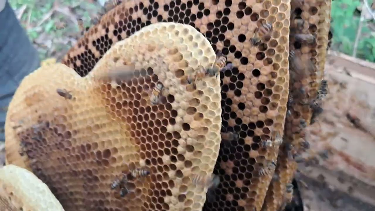 How I transfered my bucket swarm trap inside a hive. Part 1