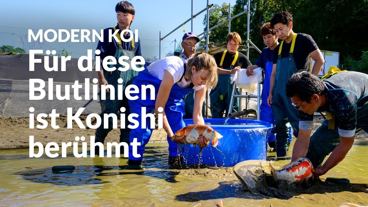Die Nisai Ikeage Toyohira | Modern Koi Blog Japan #7717