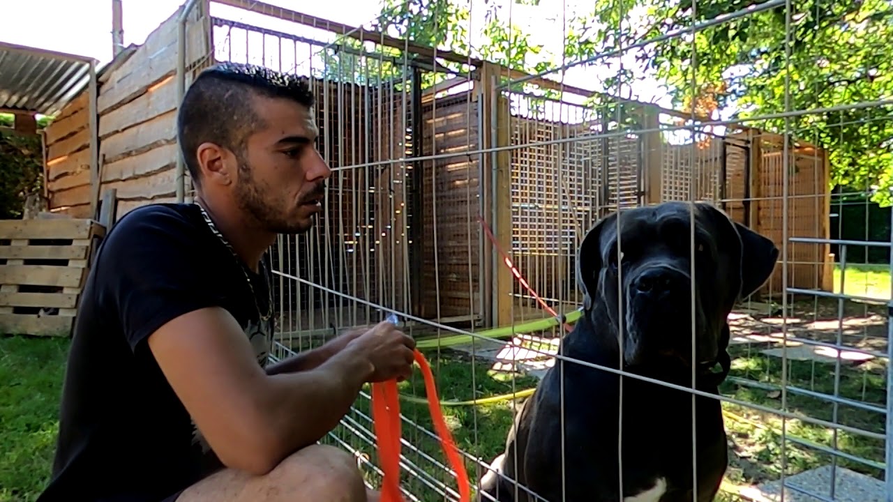 LES DEGATS DU COLLIER ETRANGLEUR // SYM DOG TOULOUSE