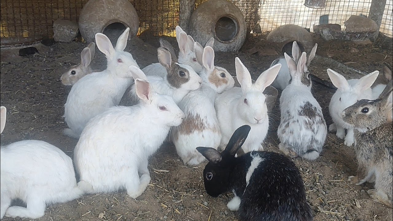 Rabbit farming kaise karen khargosh ke liye Ghar Kaise banaen funny video cute animals cute khargosh