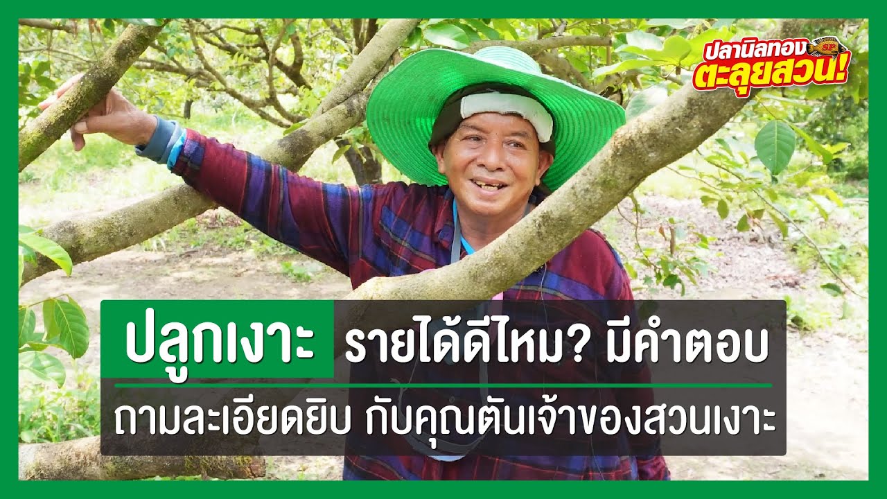 ตะลุยสวน EP.31 ตอน ปลูกเงาะรายได้ดีไหม คลิปนี้มีคำตอบ !!!