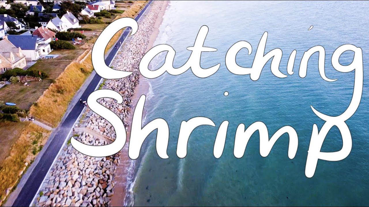 Shrimp Fishing in Normandy