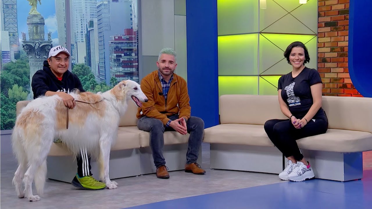 HeralDog | Borzoi | Miguel Ángel, criador de borzoi | Algunos ejercicios con nuestros perros.