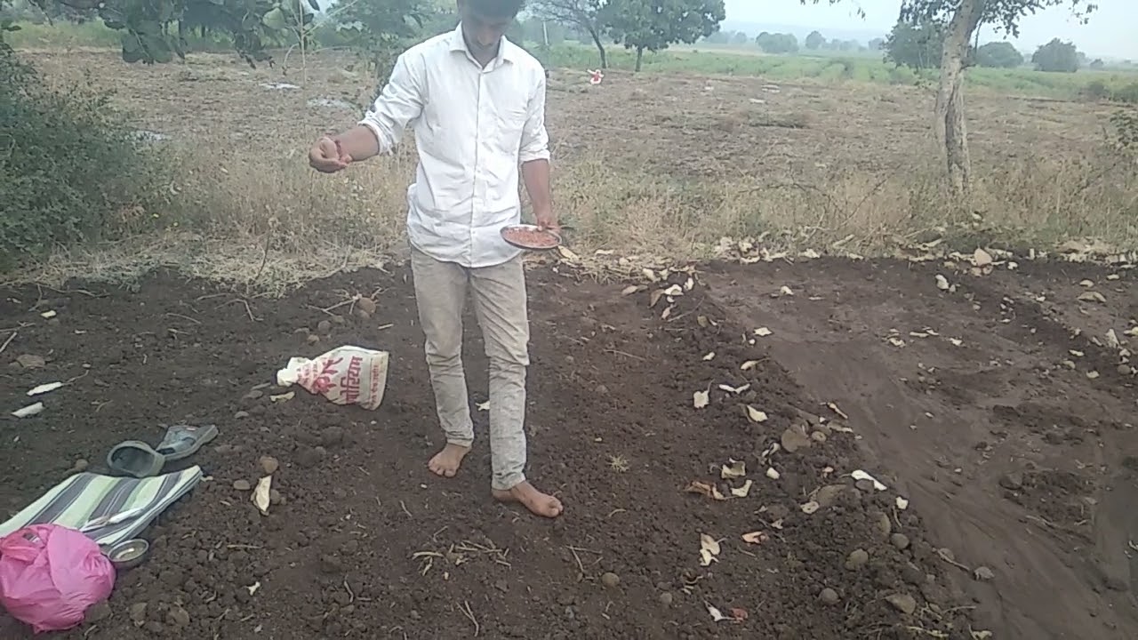 गाजर आणि बिट लागवड @Gavakadch shivar