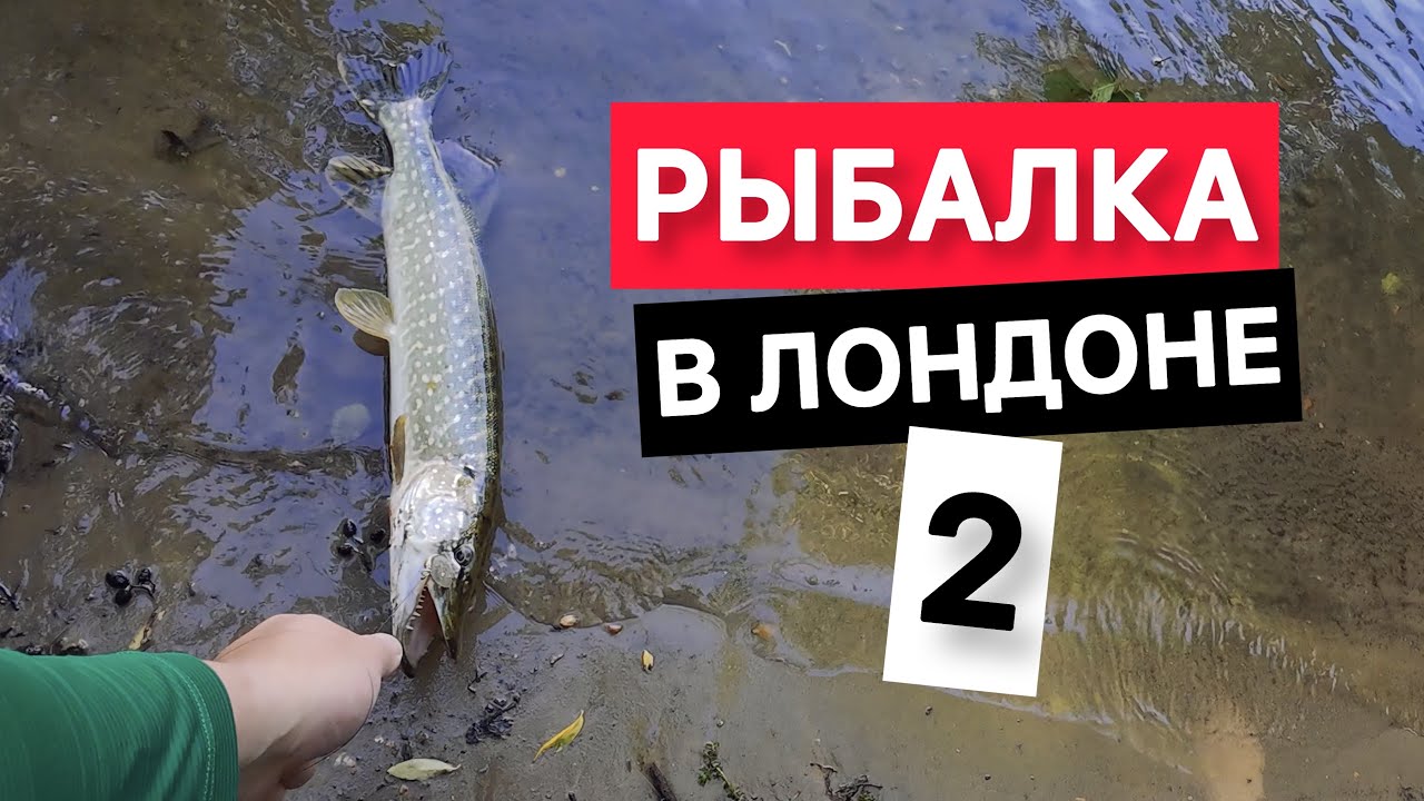 Рыблка в Лондоне на Темзе 2