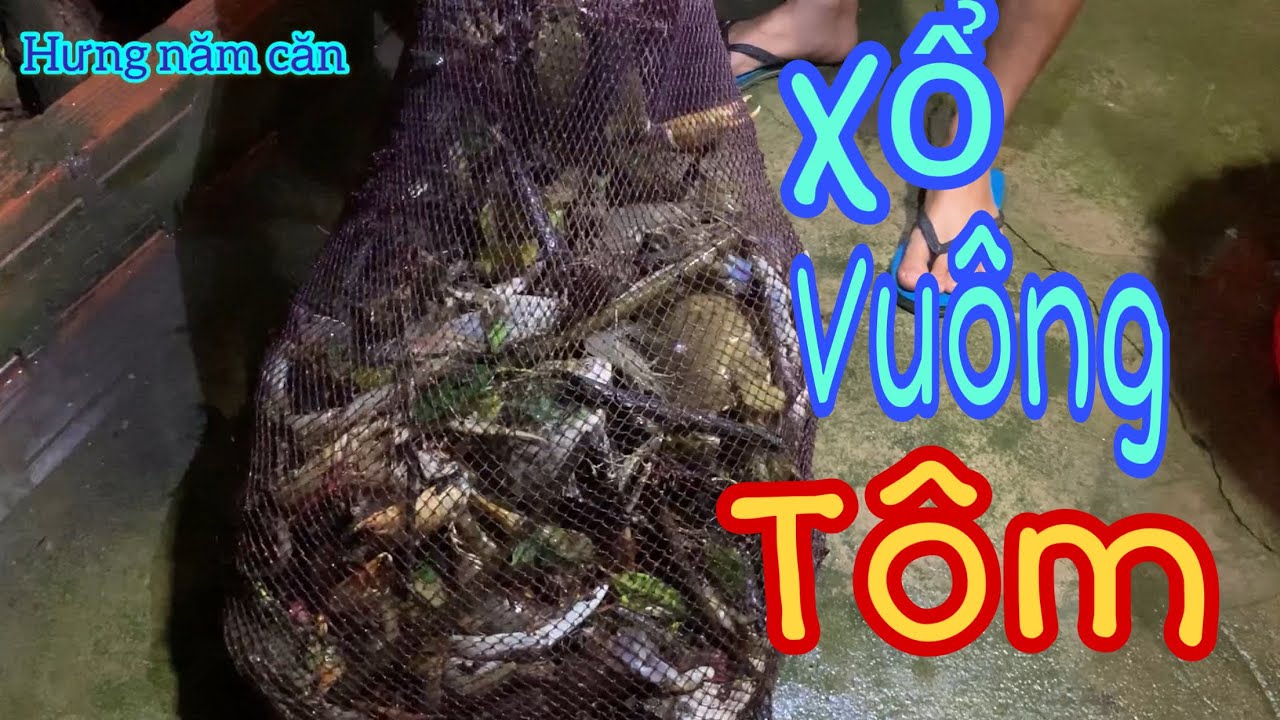 Cách xổ vuông tôm tại năm căn cà mau | Hưng năm căn
