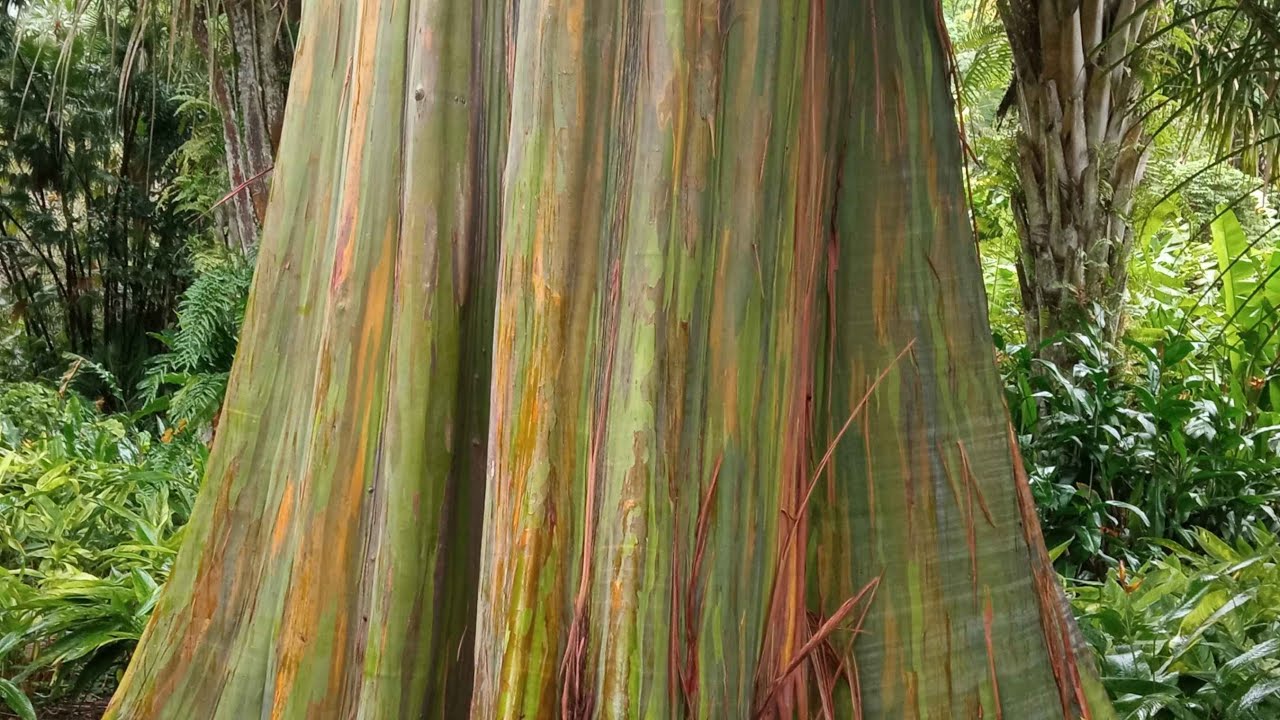 O raro e espetacular eucalipto arco-íris (Eucalyptus deglupta - rainbow tree)