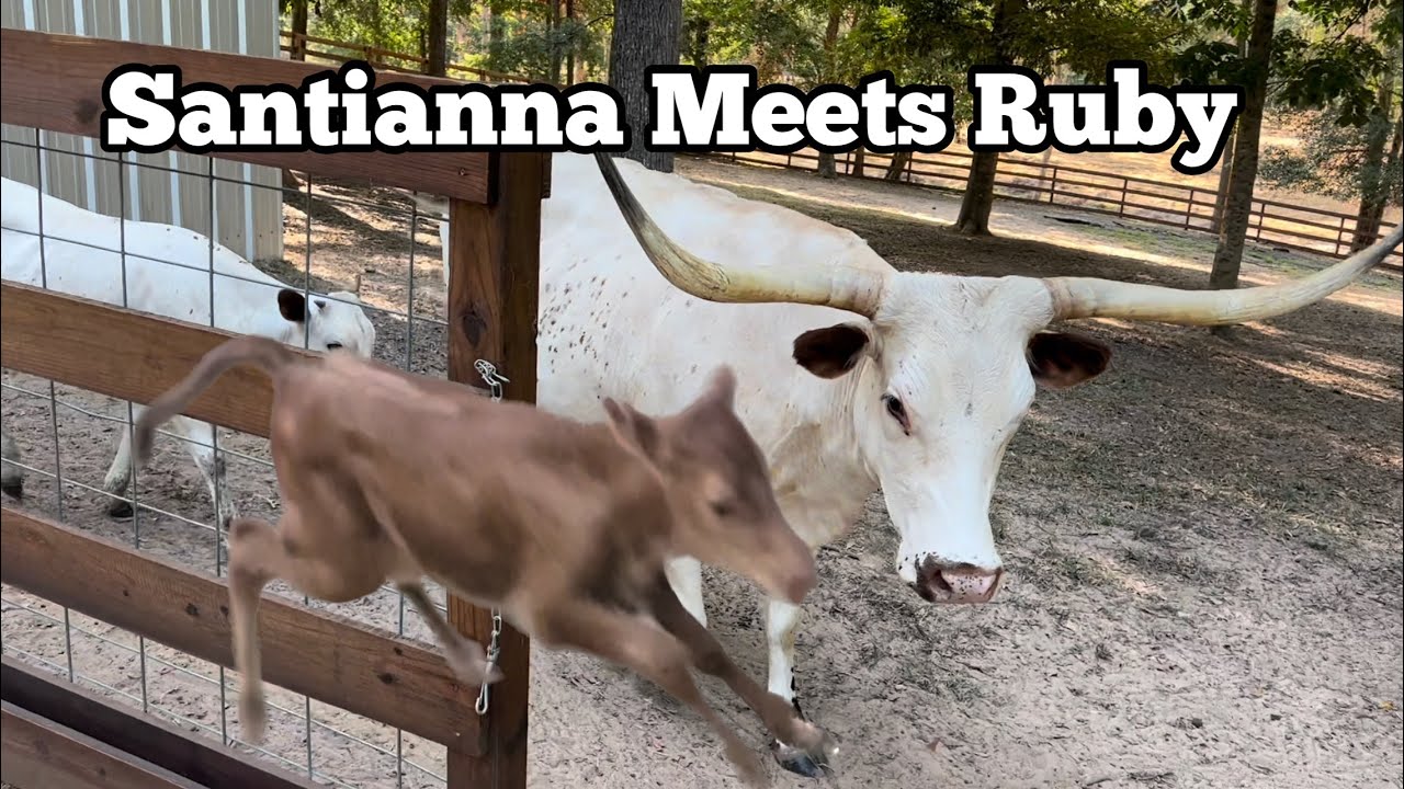 Longhorn Heifer Meets Her ‘baby-daddy’ baby for First Time