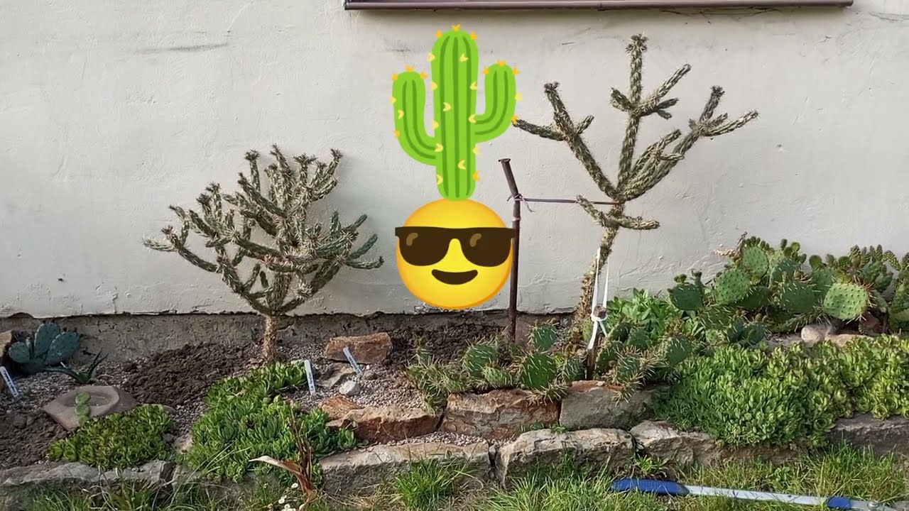 (301) Cylindropuntia imbricata - przesadzanie kaktusów w nowe miejsce 🌵😯