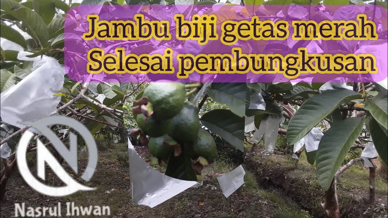 Selesai pembungkusan jambu biji getas merah tinggal nunggu panen