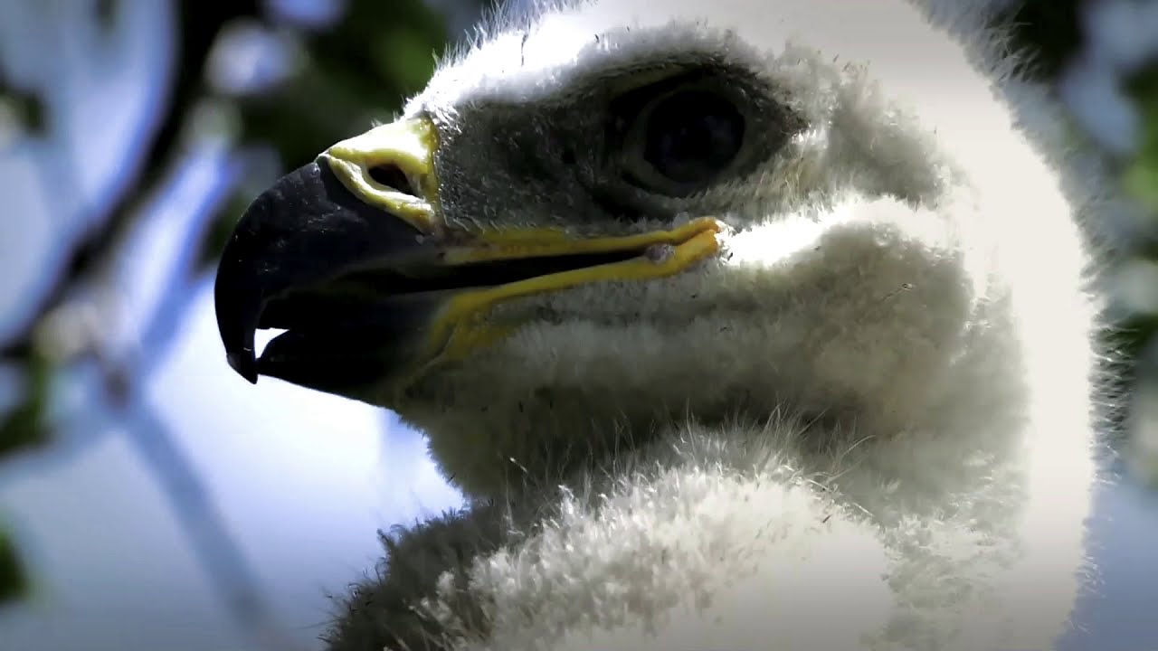 Kaiseradler-Schutzprojekt