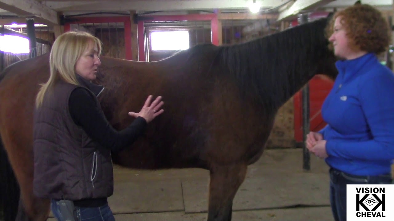 L'ACUPONCTURE POUR NOS CHEVAUX!!