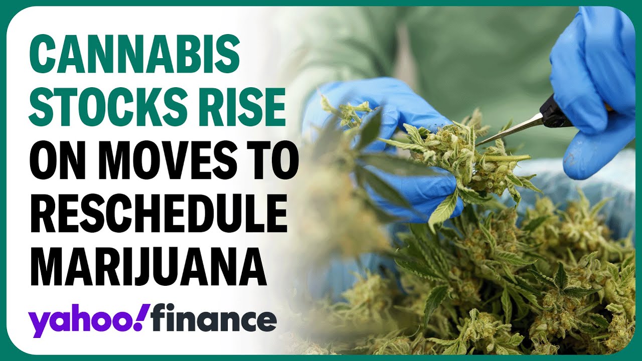 Cannabis stocks rise on report the US will reclassify marijuana