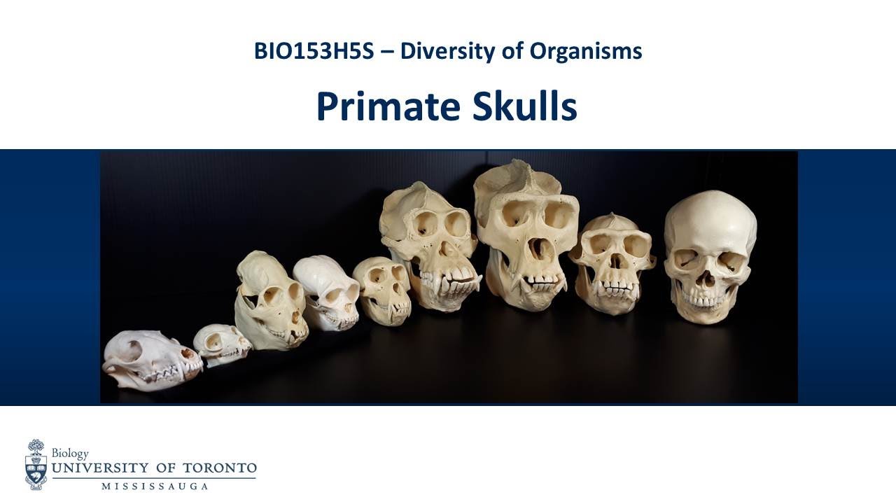 BIO153 Primate Skulls Demo Video