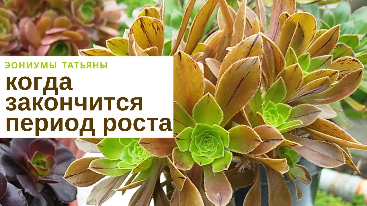 Когда закончится период роста и начнется спячка?