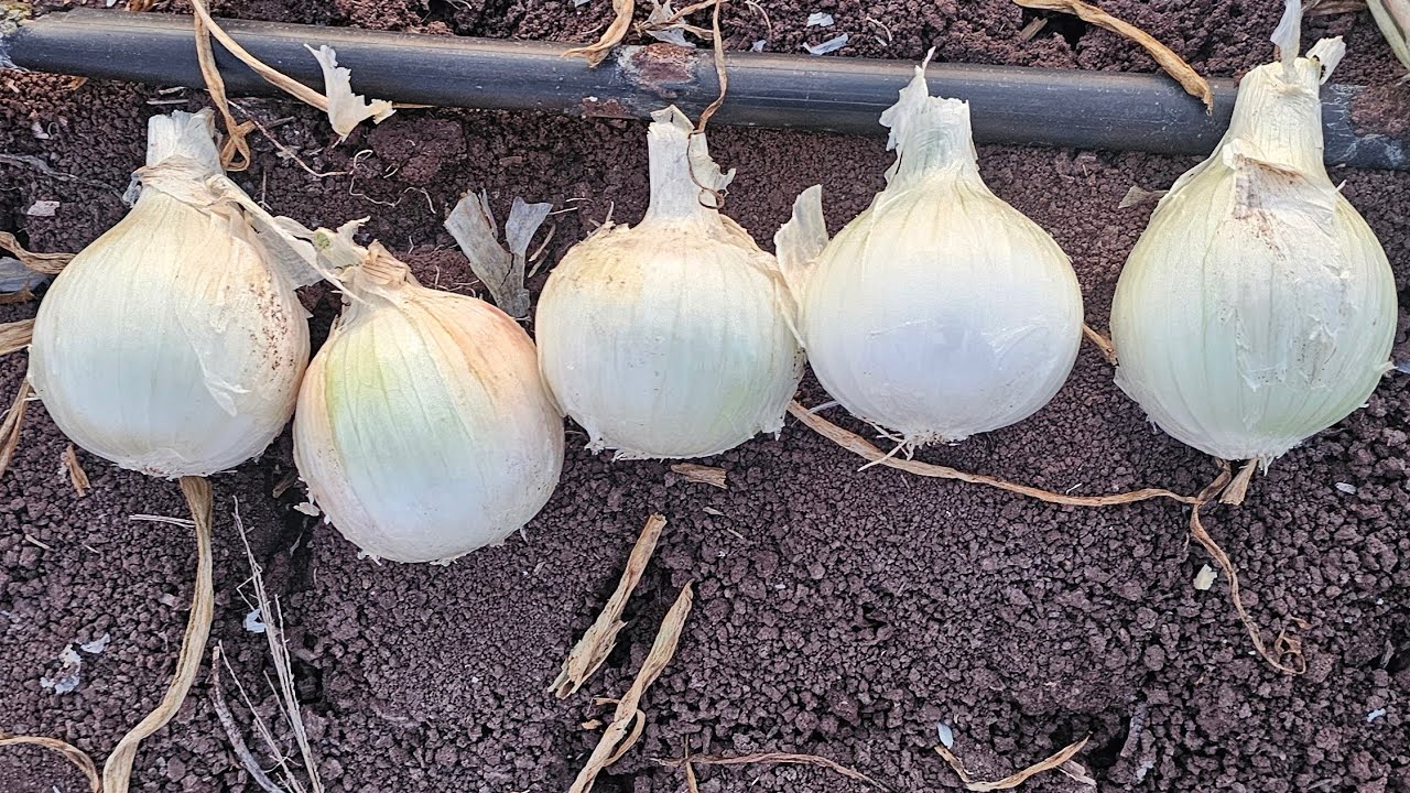Porque saldría tanta cebolla cuatas cual seria la causa?