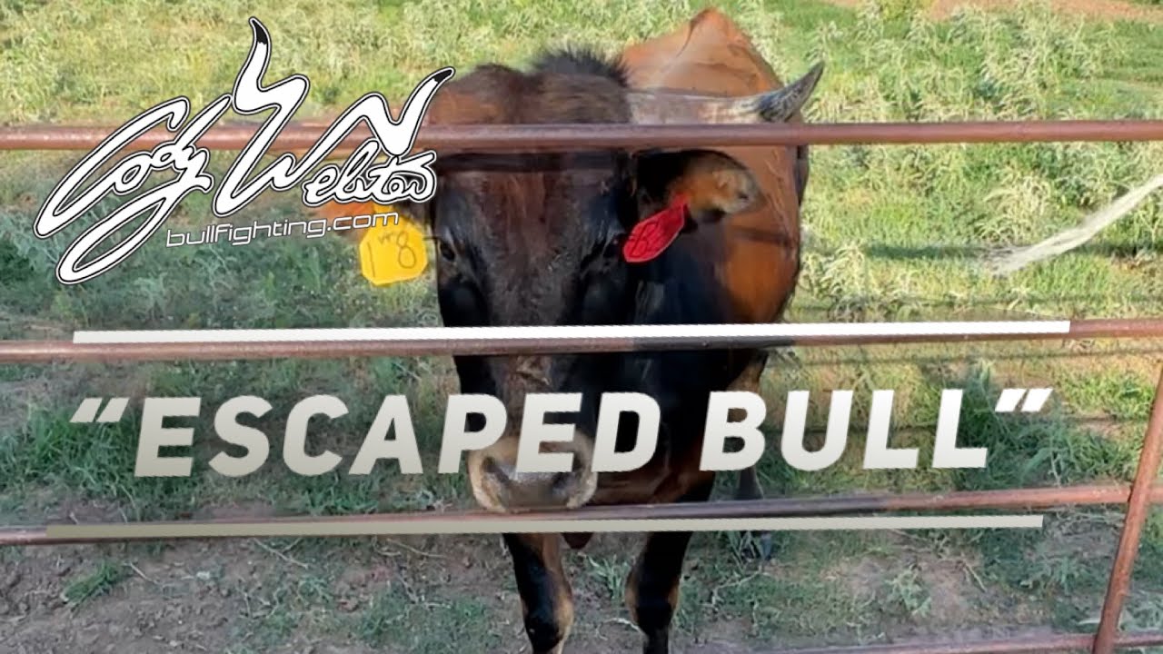 «Ещё один сбежавший бык» — Behind The Chutes #120