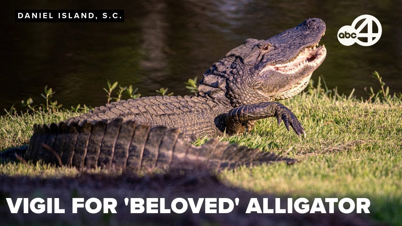 Daniel Island residents host vigil for beloved alligator 'unnecessarily killed'